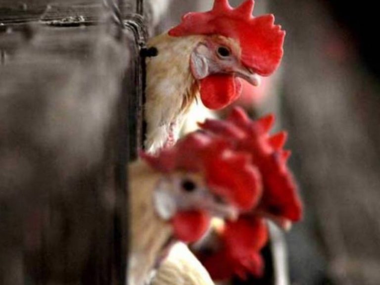 Bird Flu: గడగడలాడిస్తోన్న బర్డ్ ఫ్లూ.. ఏడాదిలో 5కోట్ల పక్షులు హతం