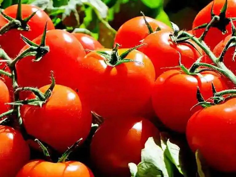 టీకా తీసుకుంటే టమోటాలు ఫ్రీ… ఆ మున్సిపాలిటీ వినూత్న నిర్ణయం 