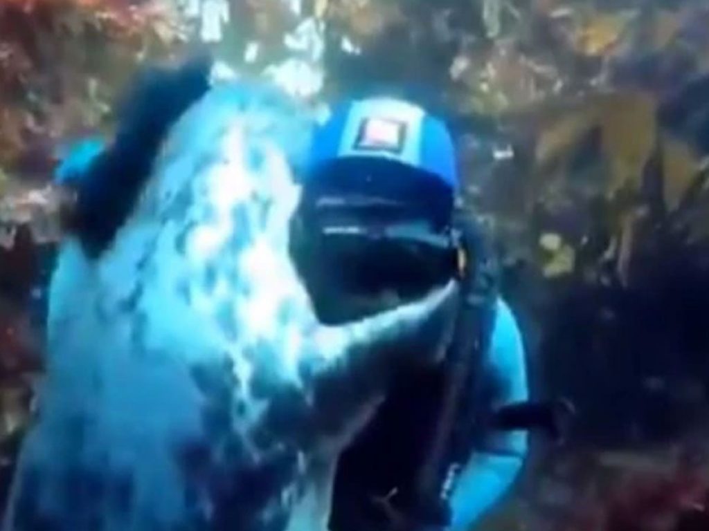 Friendly seal gives tight hug to scuba diver