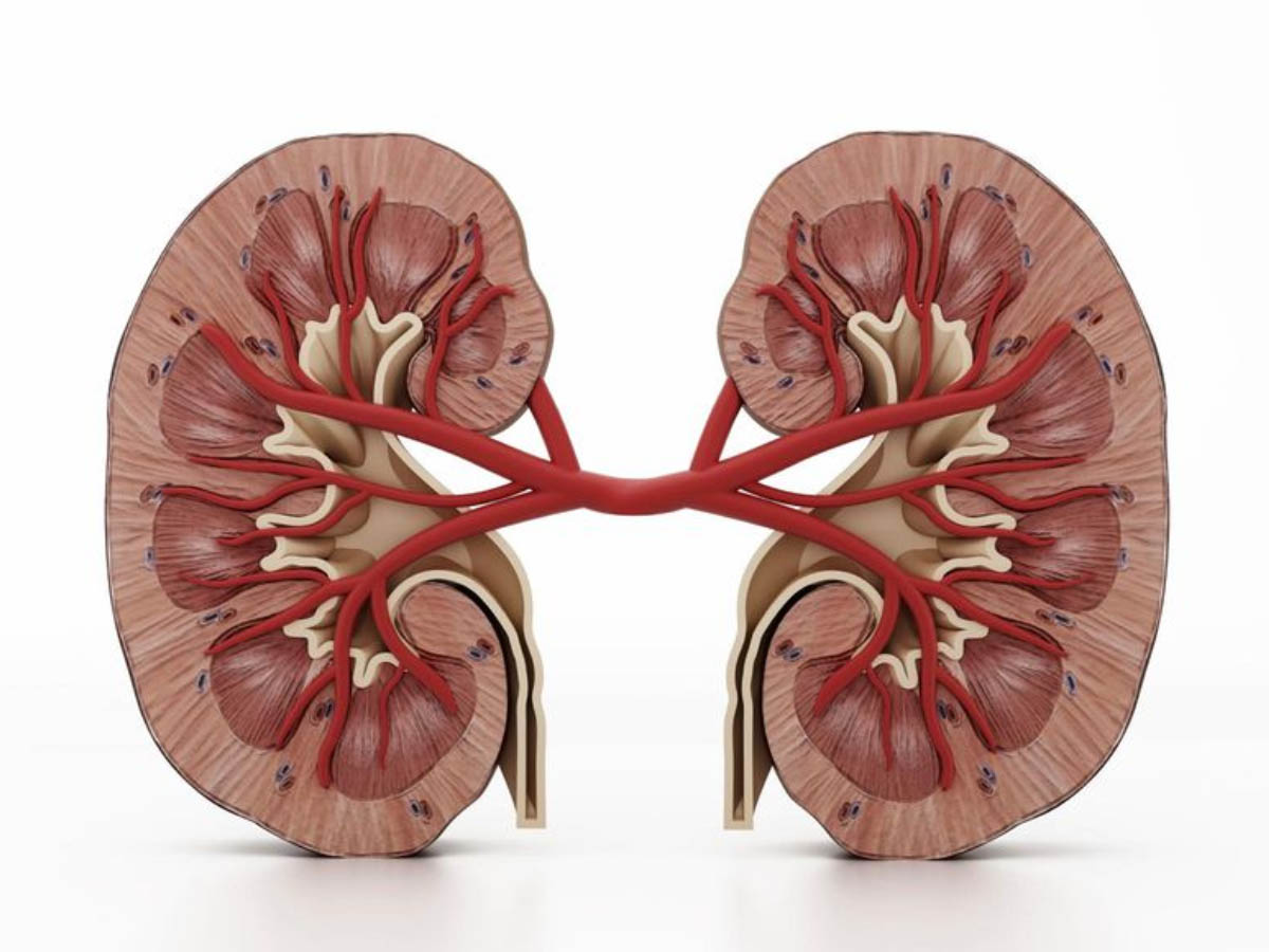 కిడ్నీలపై కోవిడ్ ప్రభావం…జాగ్రత్తలు తీసుకోకుంటే…