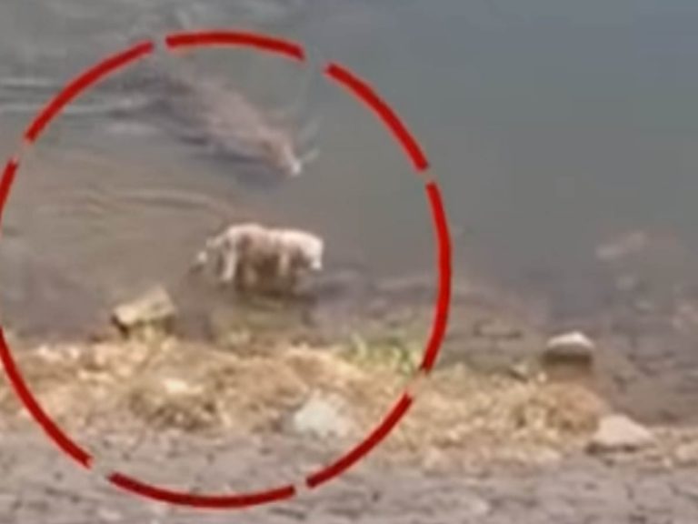 వైర‌ల్:  దాహం తీర్చుకునేందుకు వ‌చ్చి… మొస‌లి నోటికి చిక్కి…