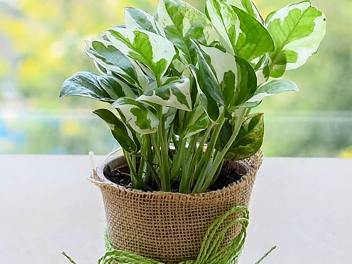 ఈ మొక్క‌లు ఇంట్లో ఉంటే ప్రాణాలు ద‌క్కిన‌ట్టే…