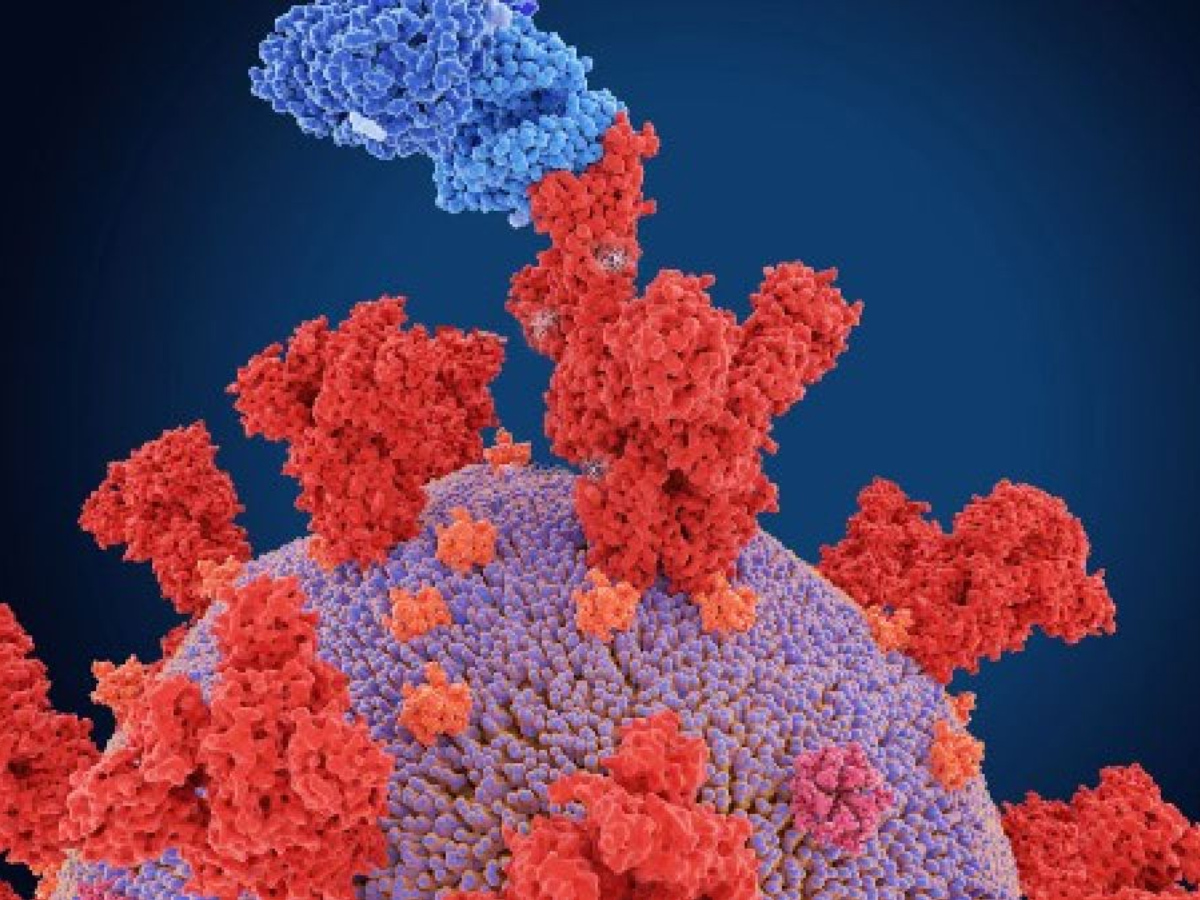 దక్షిణాది రాష్ట్రాల్లో వేగంగా వ్యాపిస్తున్న ఏపీ వేరియంట్… 