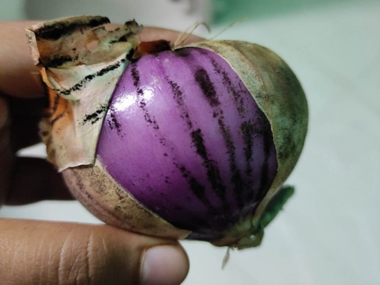 ఉల్లి గ‌డ్డ‌ల‌తో బ్లాక్ ఫంగ‌స్‌…సోష‌ల్‌మీడియాలో ప్ర‌చారం…