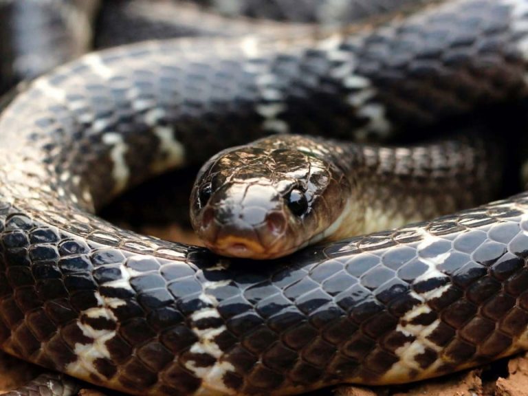 కరోనాకు మందు అంటూ చచ్చిన పామును తినేశాడు!