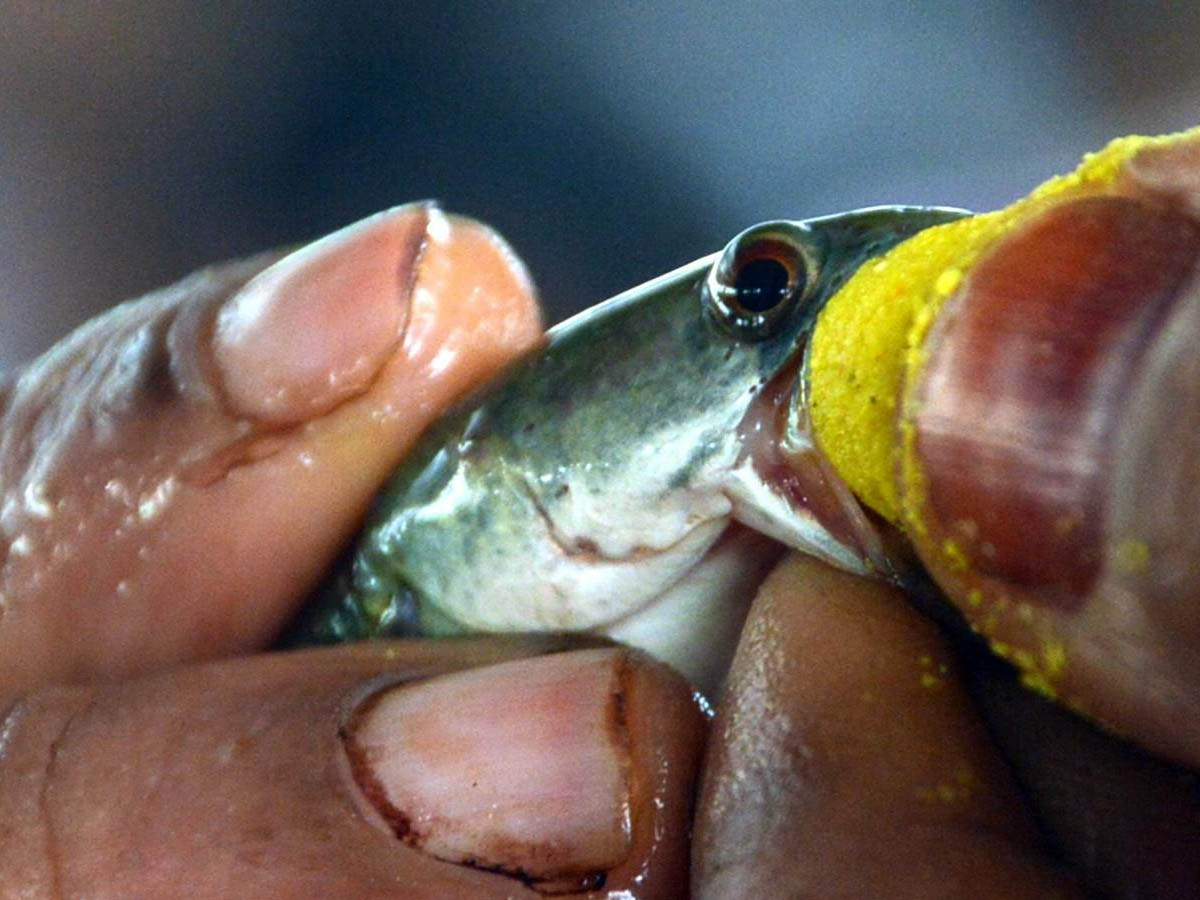 చేప ప్ర‌సాదంపై కీల‌క నిర్ణ‌యం…క‌రోనా కార‌ణంగా…