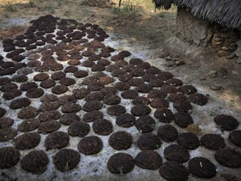 ఆవుపేడ పోగ‌తో క‌రోనా అంతం… తెలంగాణ‌లో స‌రికోత్త ప్ర‌యోగం