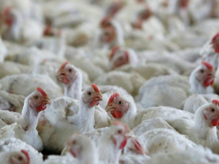 భారీగా తగ్గిన చికెన్ ధరలు… 