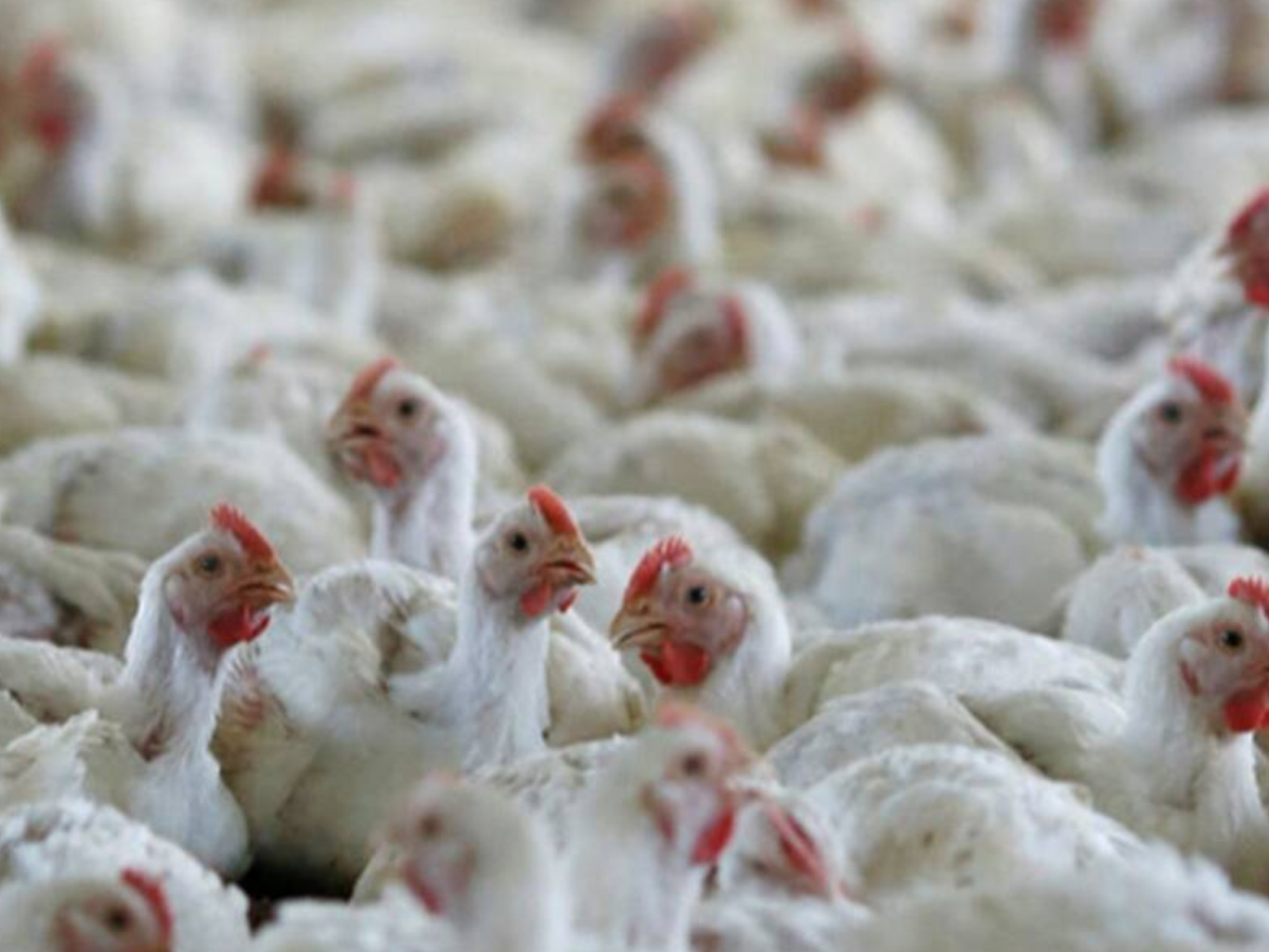 భారీగా తగ్గిన చికెన్ ధరలు… 