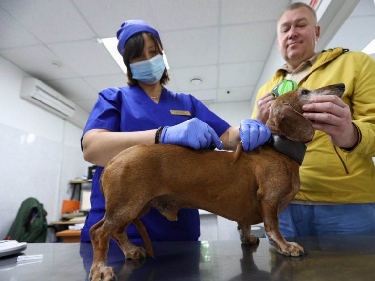 ర‌ష్యాలో జంతువుల‌కు క‌రోనా వ్యాక్సినేష‌న్‌…