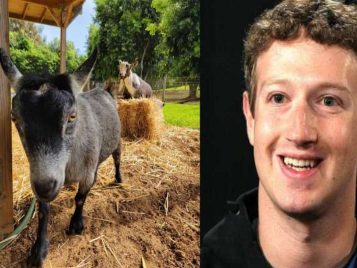 ఫేస్‌బుక్ అధినేత పెంపుడు జంతువుల‌పై నెటిజ‌న్లు కామెంట్లు…