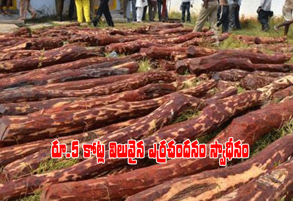 Red sandalwood