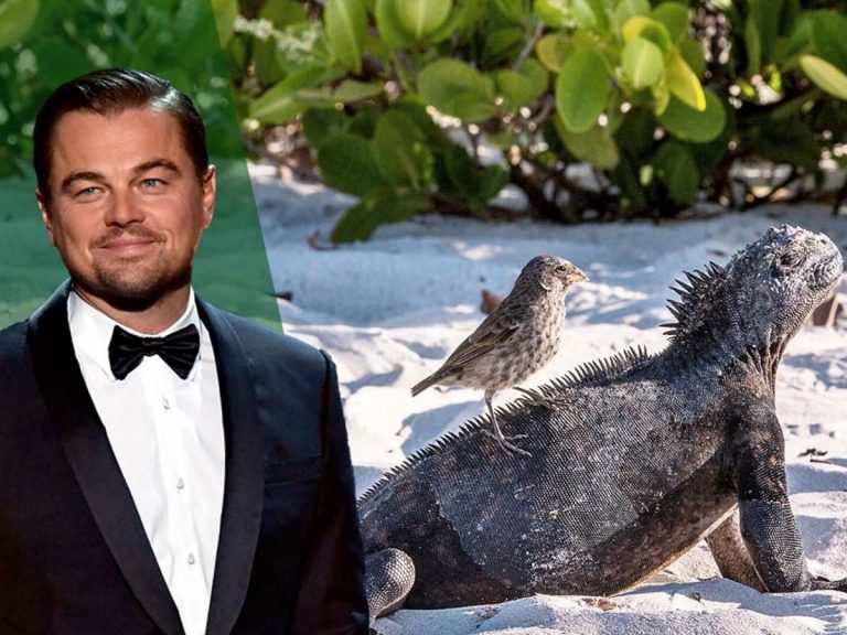 జంతువుల కోసం 43 మిలియన్ డాలర్లు! టైటానిక్ స్టార్ విరాళం!