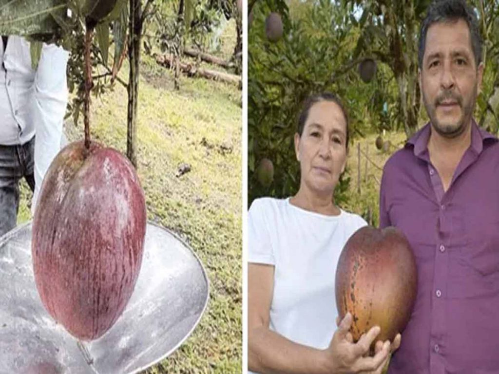 Colombian Farmers Enter Guinness Book For Growing World's Heaviest Mango