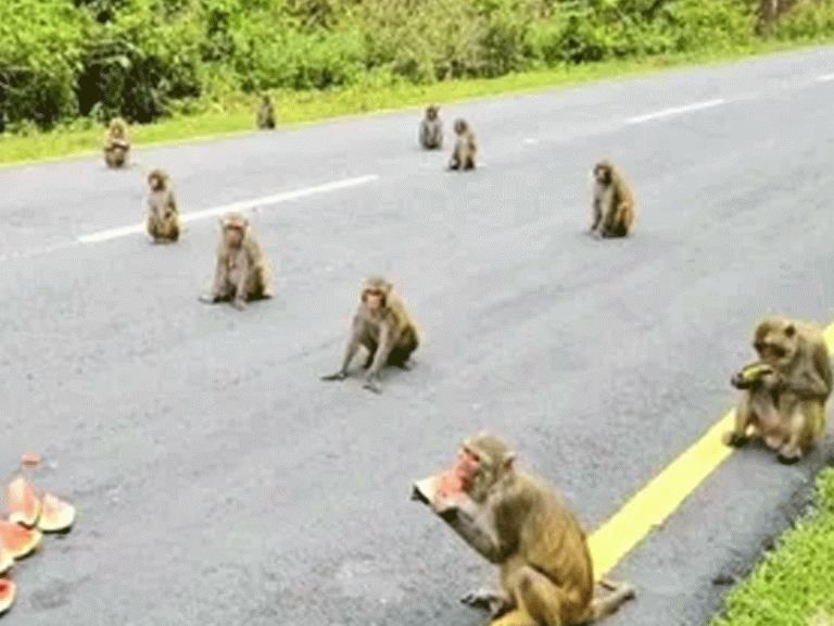 అక్కడ కరోనా నియమాలు పాటిస్తున్న కోతులు…