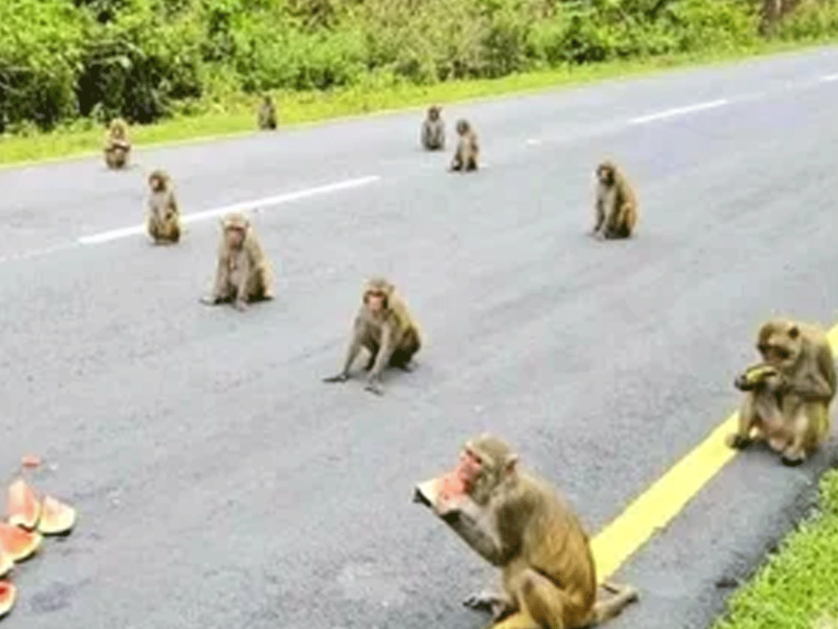 అక్కడ కరోనా నియమాలు పాటిస్తున్న కోతులు…