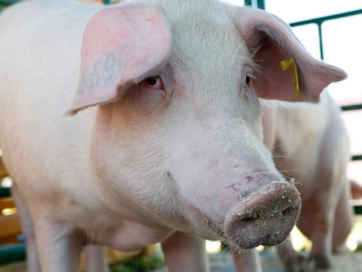 మిజోరాం ను వణికిస్తున్న ఆఫ్రికన్ స్వైన్ ఫ్లూ…