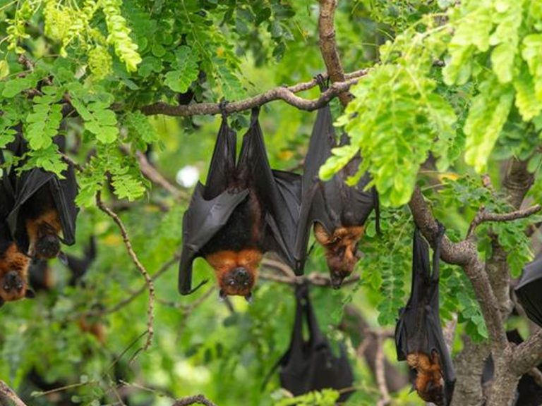 చైనాలో మ‌రో నాలుగు క‌రోనా వైర‌స్‌లు…విస్తృత ప‌రిశోధ‌న‌లో…