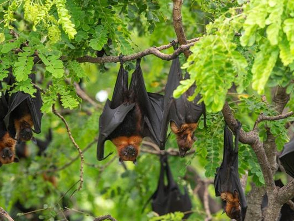 చైనాలో మ‌రో నాలుగు క‌రోనా వైర‌స్‌లు…విస్తృత ప‌రిశోధ‌న‌లో…