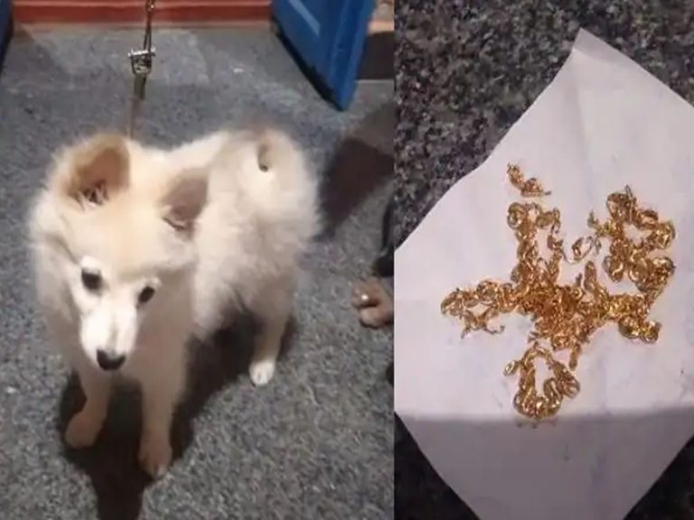 బంగారు గొలుసును మింగేసి య‌జ‌మానికి షాకిచ్చిన శున‌కం…