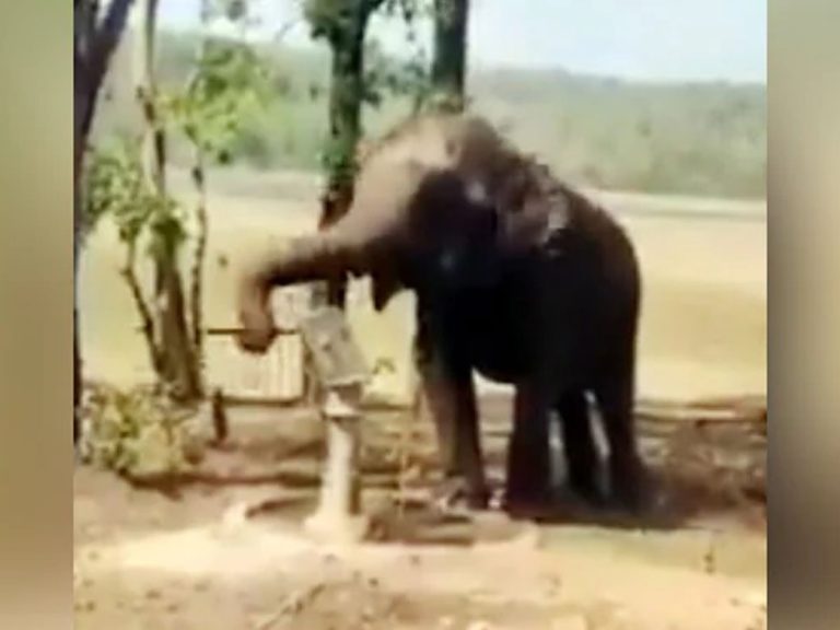 వైర‌ల్ః దాహం తీర్చుకోవ‌డానికి ఏనుగు ఏంచేసిందో చూశారా…