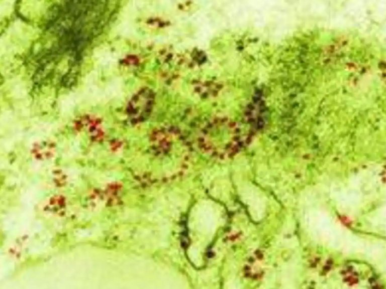 ఇండియాలో మ‌రో ఫంగ‌స్‌..ఊపిరితిత్తుల‌పై దాడి…