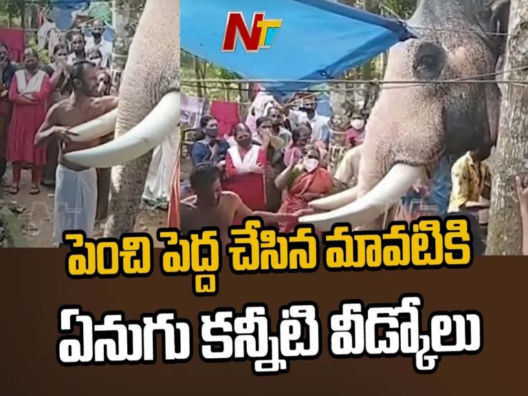 పెంచి పెద్ద చేసిన మావటికి కన్నీటి వీడ్కోలు పలికిన ఏనుగు..