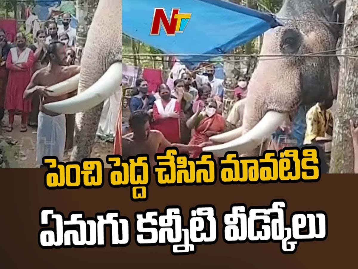 పెంచి పెద్ద చేసిన మావటికి కన్నీటి వీడ్కోలు పలికిన ఏనుగు..