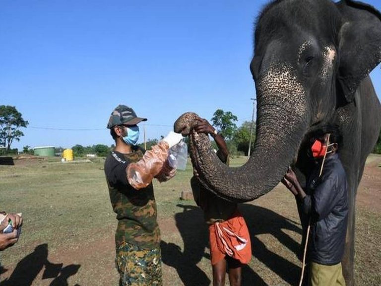 క‌రోనా ఎఫెక్ట్ః  ఏనుగుల‌కు క‌రోనా టెస్టులు…