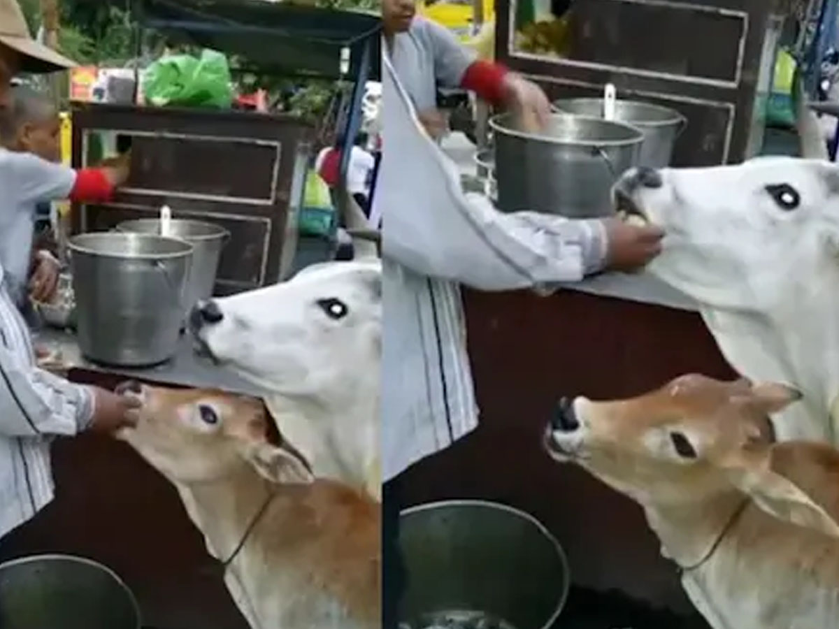 వైర‌ల్ః ఆవుల‌కు పానీపూరీ…వ్యాపారం దెబ్బ‌తిన్నా…