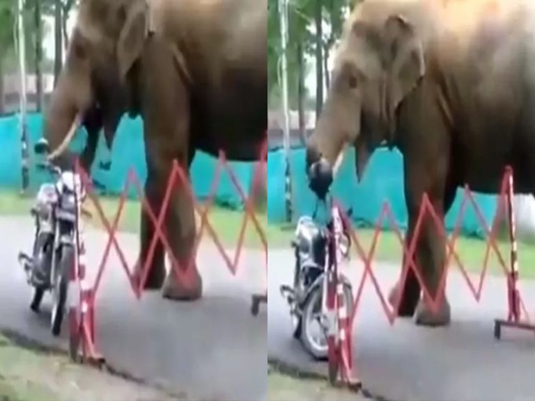 వైర‌ల్ః హెల్మెట్‌ను గుటుక్కున మింగేసి…గుట్టుచప్పుడు కాకుండా…