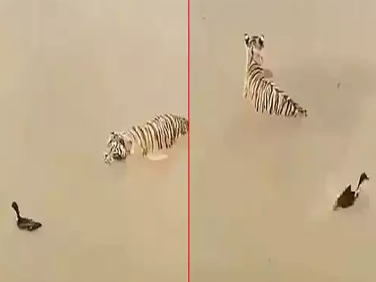 వైర‌ల్ః ప‌ట్ట‌ప‌గ‌లే పులికి చుక్క‌లు చూపిన బాతు…