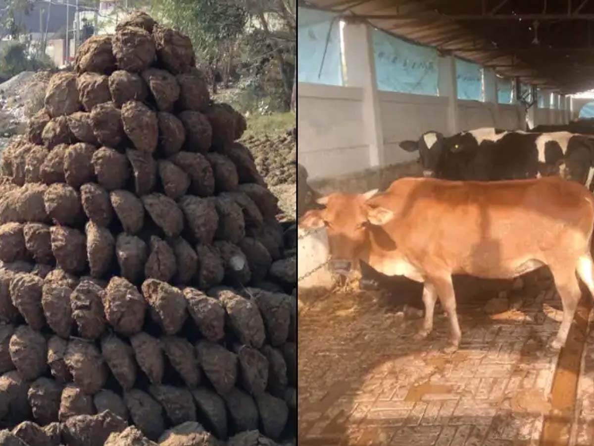 ఛ‌త్తీస్‌గ‌డ్‌లో విచిత్ర‌మైన కేసుః ఆవుపేడ చోరీ చేశార‌ని…