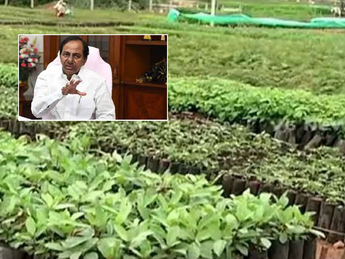 ఏడో విడత హరితహారం.. 20 కోట్ల మొక్కలు నాటడమే లక్ష్యం..