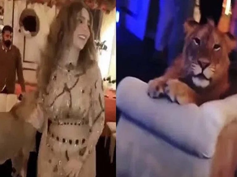 వైర‌ల్ః బ‌ర్త్‌డే పార్టీకి ఆ సింహ‌మే చీఫ్ గెస్ట్‌…నెటిజ‌న్లు ఆగ్ర‌హం