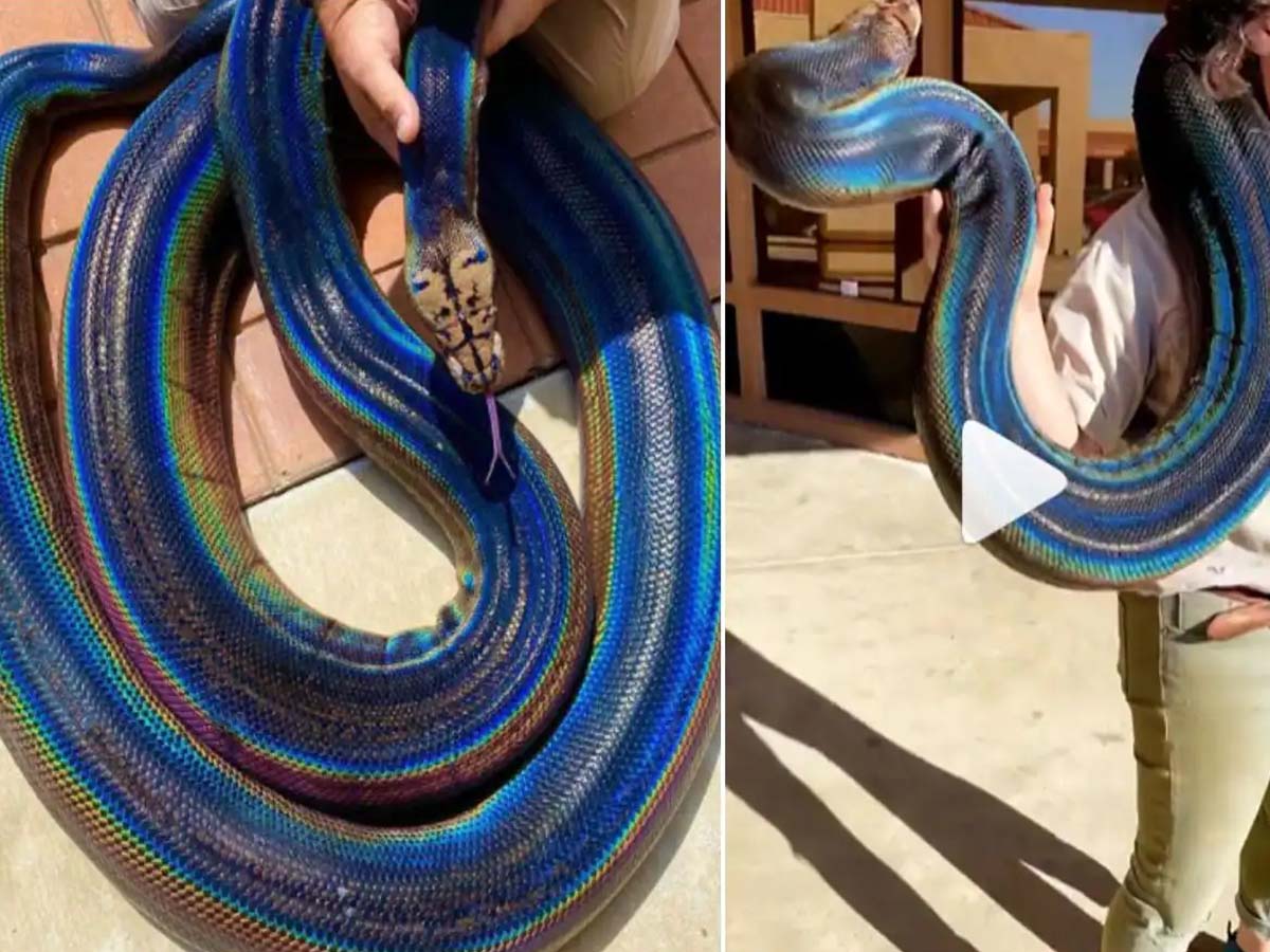 రెయిన్ బో స్నేక్‌…సోష‌ల్ మీడియాలో వైర‌ల్‌…