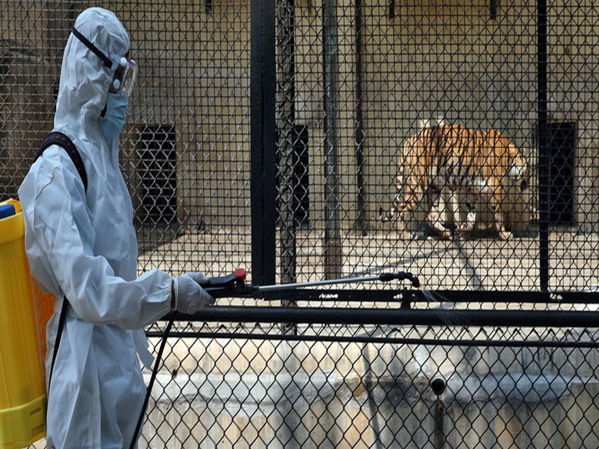 జంతువుల‌పై క‌రోనా సెకండ్ వేవ్ ప్ర‌భావం…