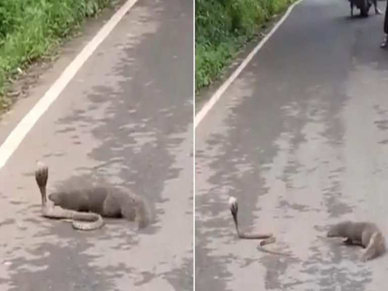 పాము… ముంగీస ఫైట్‌…సోష‌ల్ మీడియాలో హైలెట్‌…