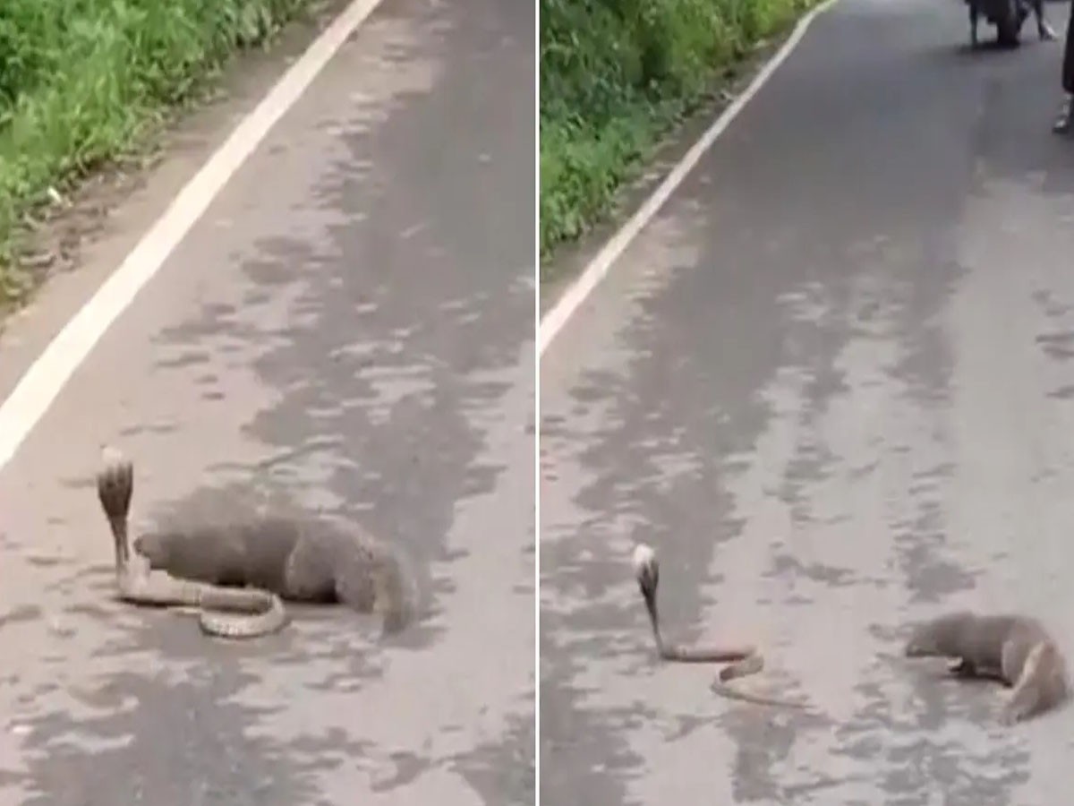 పాము… ముంగీస ఫైట్‌…సోష‌ల్ మీడియాలో హైలెట్‌…