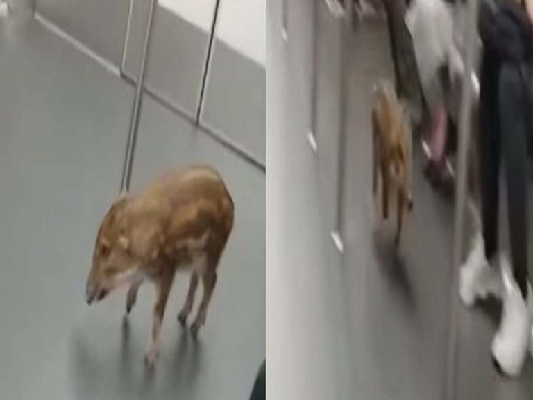 మెట్రో రైళ్లో అడవిపంది…దర్జాగా తిరుగుతూ…