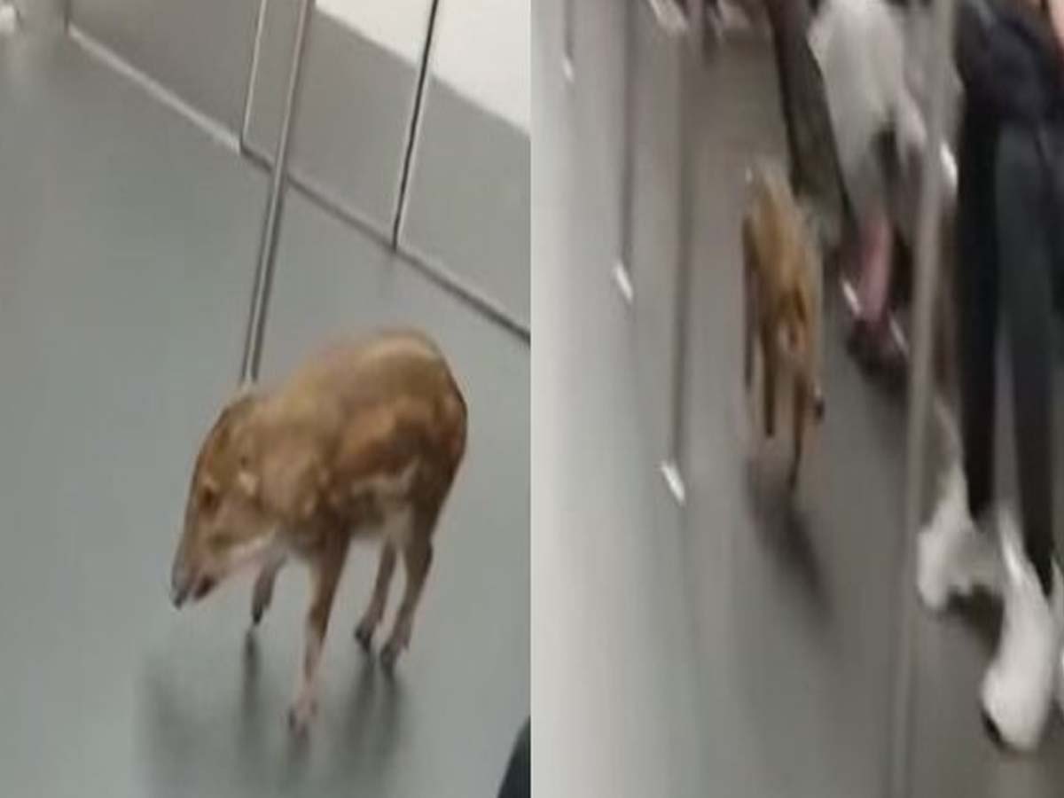 మెట్రో రైళ్లో అడవిపంది…దర్జాగా తిరుగుతూ…