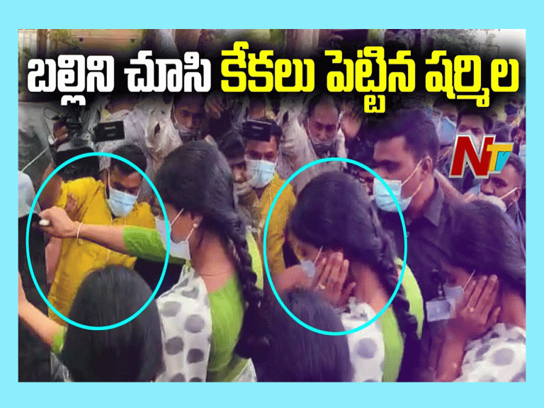బ‌ల్లిని చూసి కేక‌లు పెట్టిన ష‌ర్మిల‌..