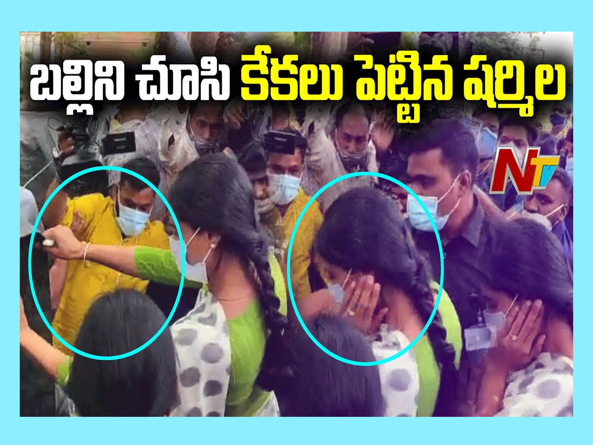 బ‌ల్లిని చూసి కేక‌లు పెట్టిన ష‌ర్మిల‌..