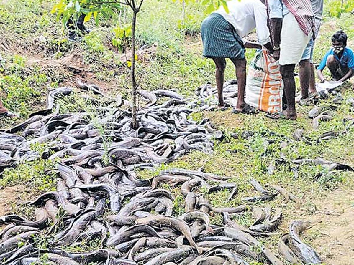 అర‌గంట‌లో టన్ను చేప‌ల‌ను మాయం చేశారు…ఎలా అంటే…