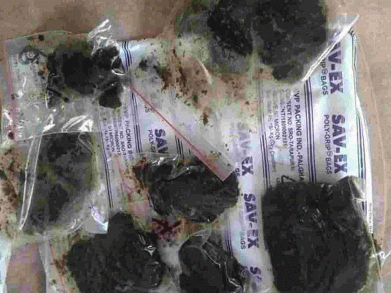 ఆనందయ్య మందు తయారీకి అడవి నుండి వనమూలికల తరలింపు