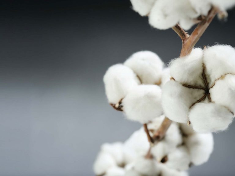 భారీగా నకిలీ విత్తనాల పట్టివేత