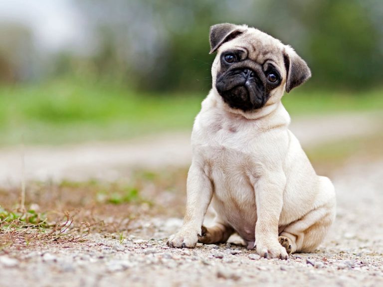 కుక్కపిల్ల కొనివ్వలేదని యువకుడు ఆత్మహత్య