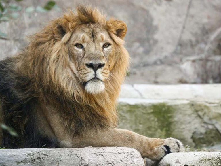 షాకింగ్ :  కరోనాతో సింహం మృతి..