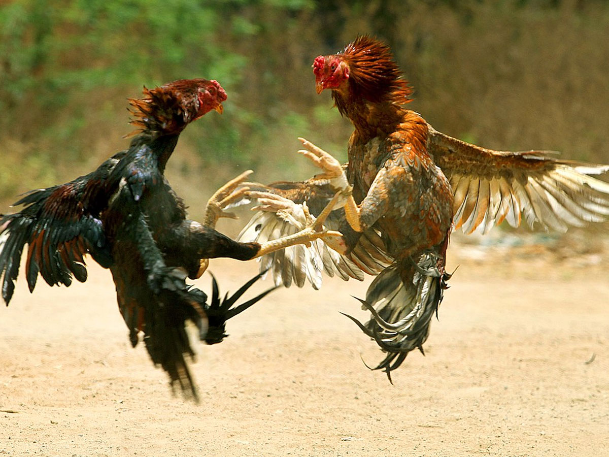 కోడిపందెం రాయుళ్లను పరిగెత్తించిన పోలీసులు