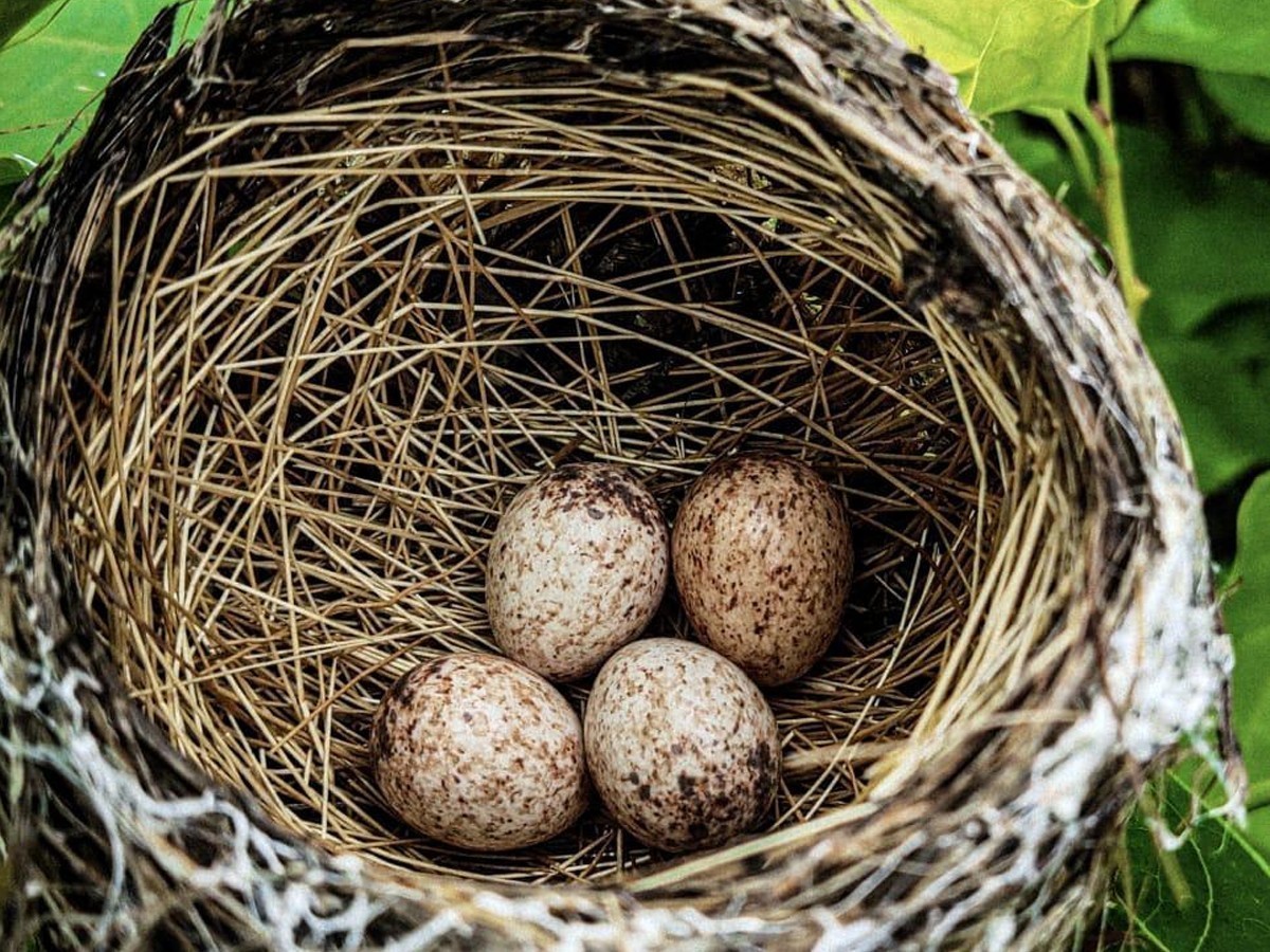 కోటి వృక్షార్చనలో భాగంగా నాటిన మొక్క పై పక్షుల గుళ్ళు…